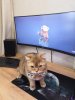 кот.jpg