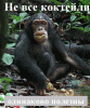 Koktel2.gif