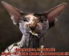 cat_1607.jpg