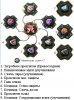 Стигмы Заклинатель +12.jpg