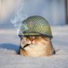 яйцукенг