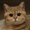 Lovely Cat