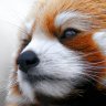 RedPanda1