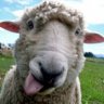 Sheep1ove
