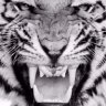 Jkseer