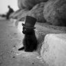 Catswell
