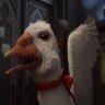 Duck100900