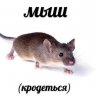 ИмениДварфа