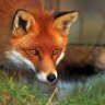 Lisenok fox