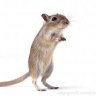 Gerbil