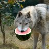 WolfHowl