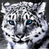 PredatorAMX