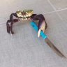 SadKrab