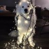 Evil Inari