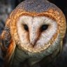 Doctor Owl