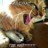 Котицу