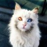 Holy Cat