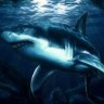 Shark_lmx