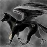 BlackFoxi