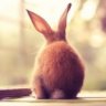 ImRabbit