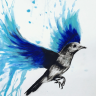 BlueBird