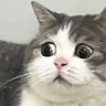 Kitsabimo