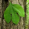 Sassafras