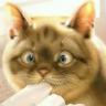 Lasurie