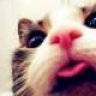 Hellkittie
