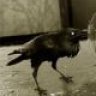 DarkRaveN