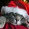 elGatito