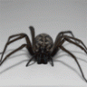 BlackWidow
