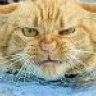 Richi