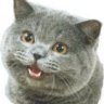 degred