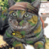 CrazyCat