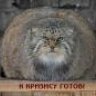 Borfed