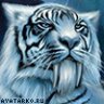 DigitalTiger
