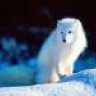 NordFoX
