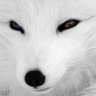 WiteFox
