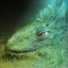 dragonhobo