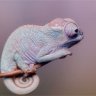 UngaDaro
