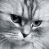 LoDo-