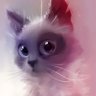 Tequila Cat