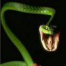 **(Snake)**