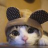 Catslover