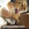 lolCatfish