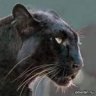 lBlackJaguarl