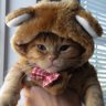 Ushka