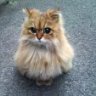 Котик:)