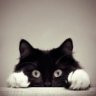 Kittycat